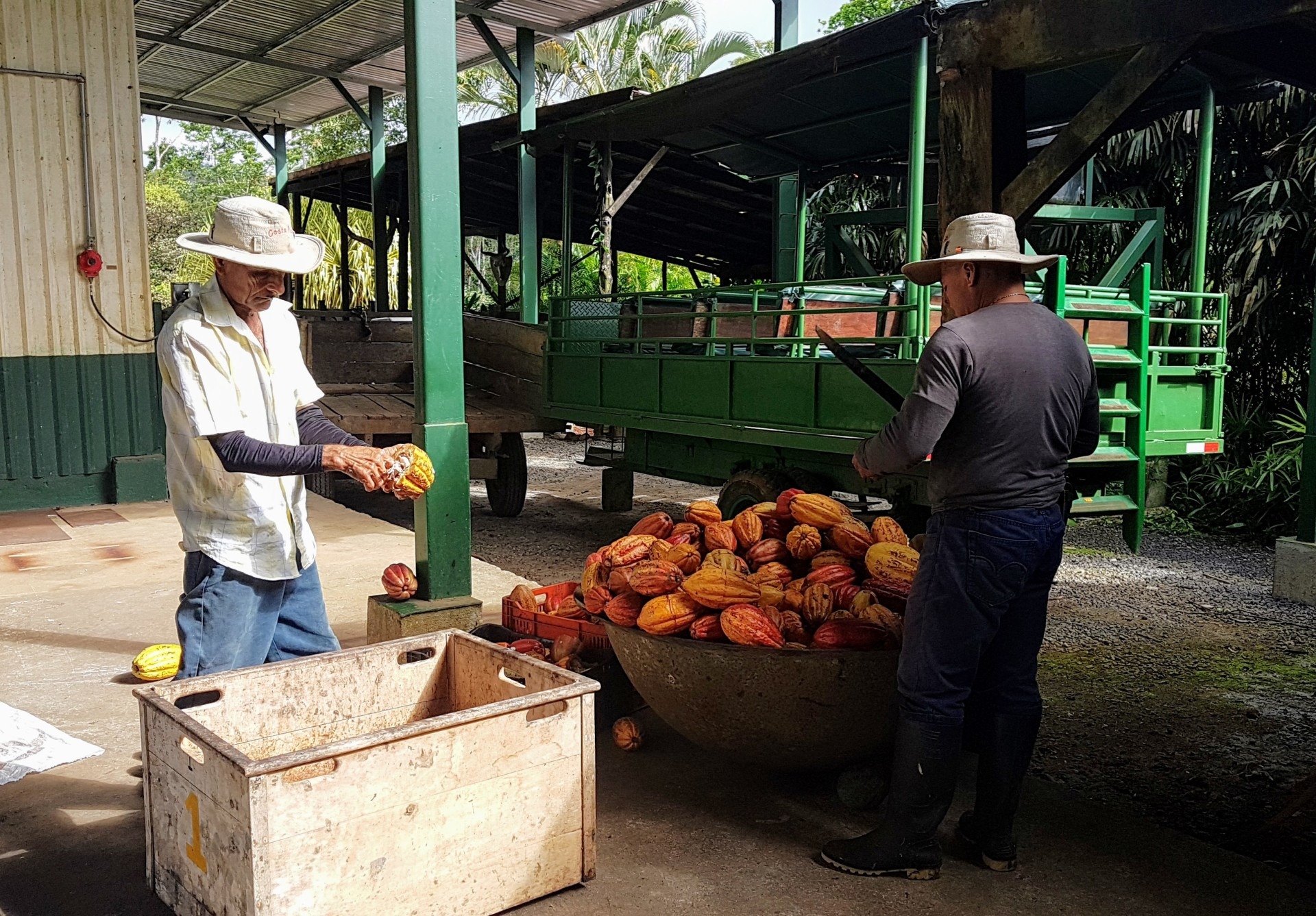 la-anita-cacao-processing1