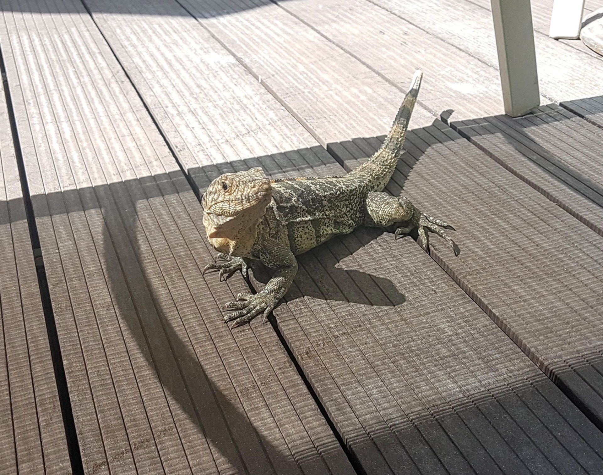 Iguana-by-the-pool