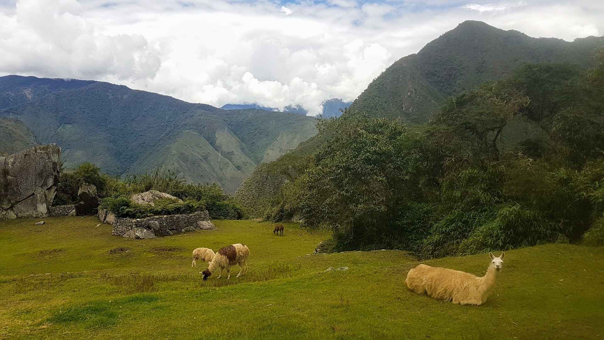 llamas-at-Machu-Picchu-looking-at-us