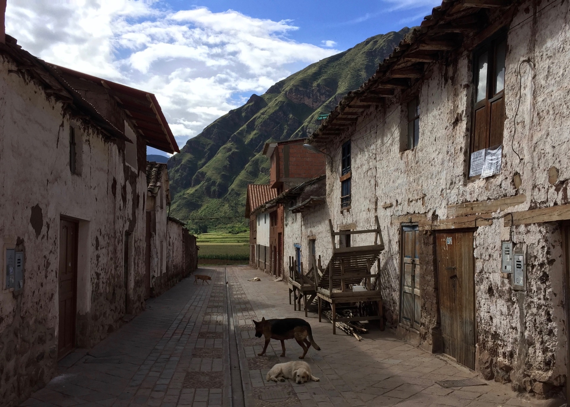 pisac-village-scene-dogs