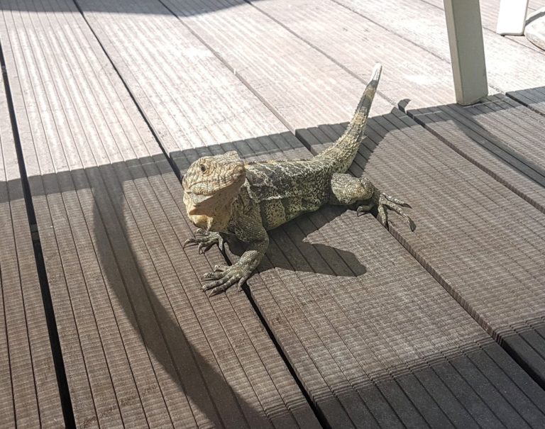 lounge lizard on the pool deck