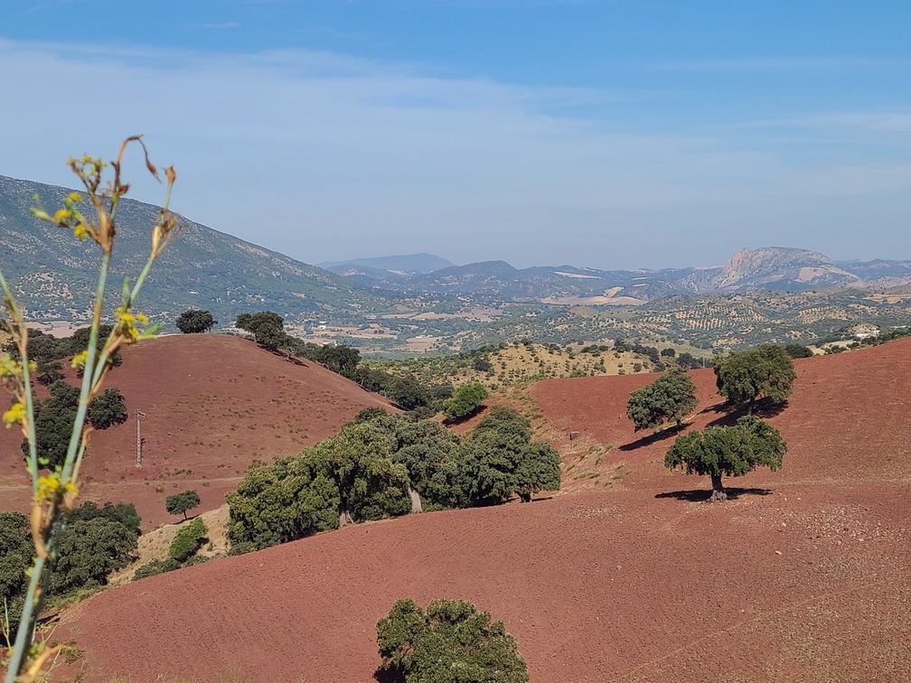 red soil and olive trees in Andalucia