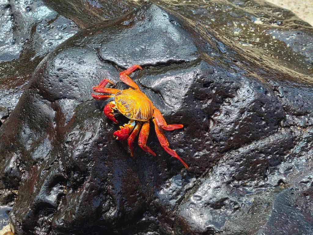 red crab on black lava rock, San Cristobal, Galapagos