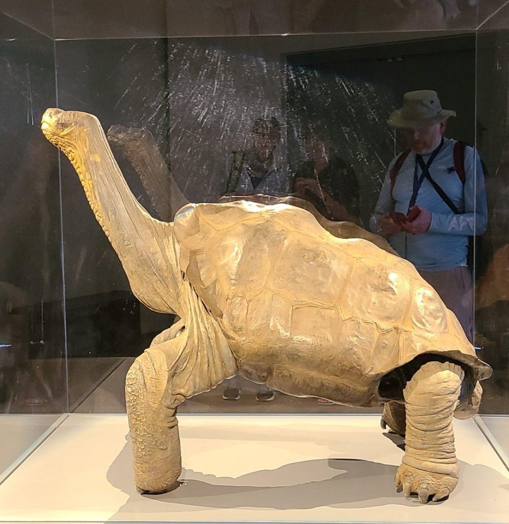 The taxidermized body of Lonesome George, the last Pinta tortoise (side view), at the Charles Darwin Research Station
