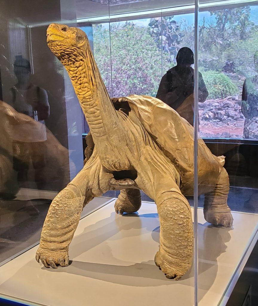 The taxidermized body of Lonesome George, the last Pinta tortoise (front view)