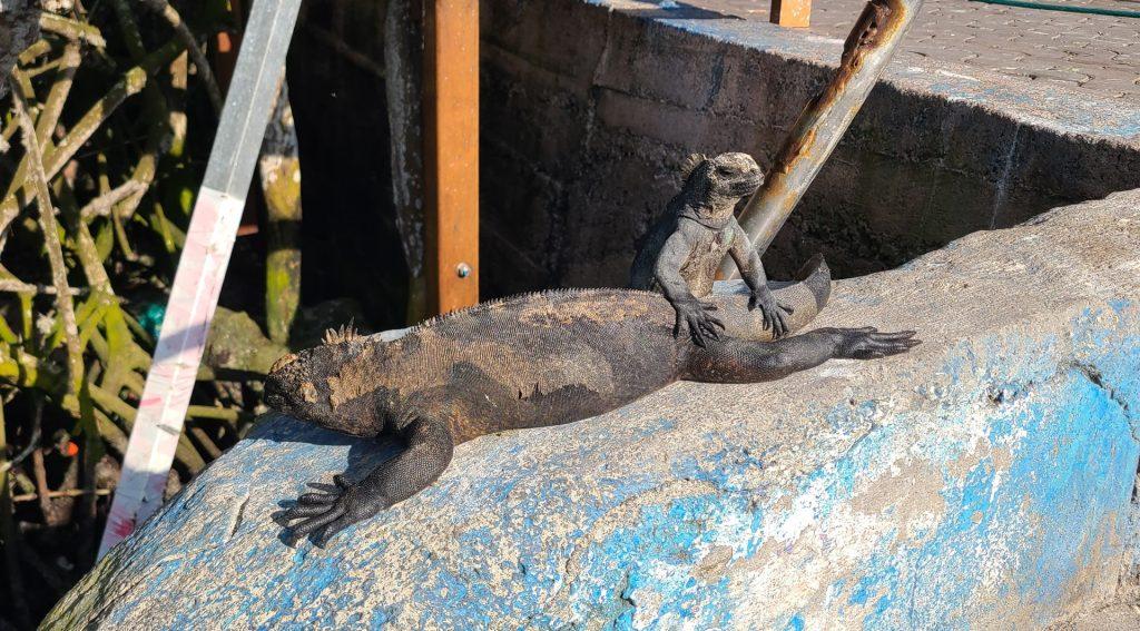 Marine iguana - mama and baby