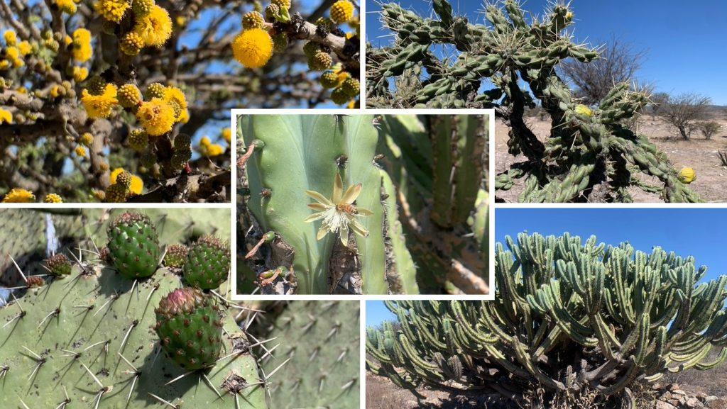 Lots of gorgeous cacti to see as you cycle. 