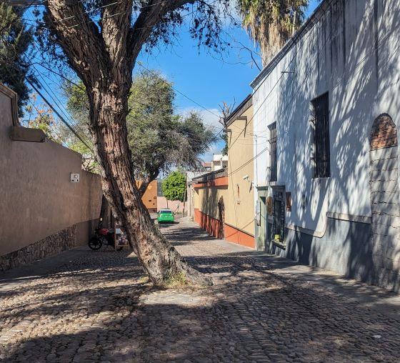 tree in the middle of a cobblestone road in San Miguel de Allende, Mexico