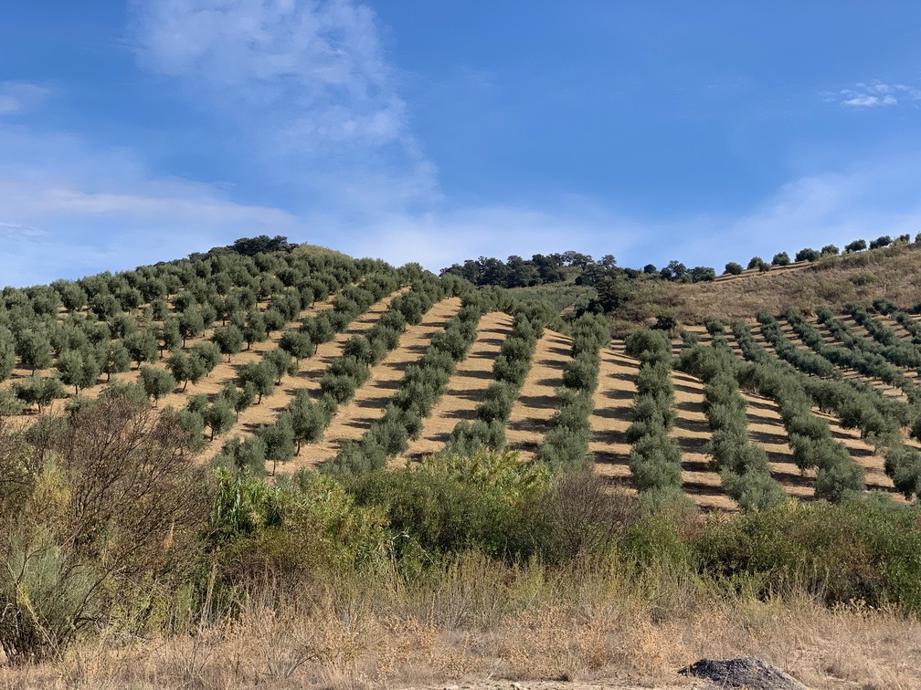 Such tidy rows of olive trees under the Andalucian sun