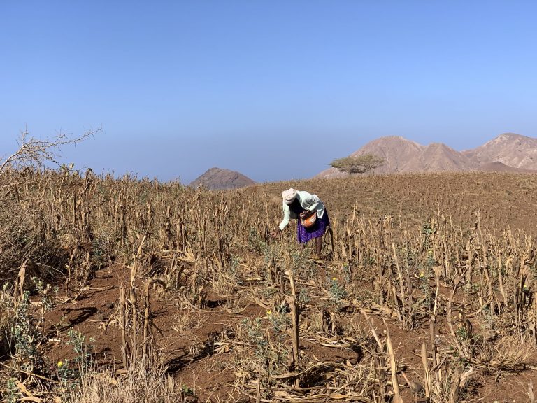 woman harvesting in Cape Verde (Santiago)