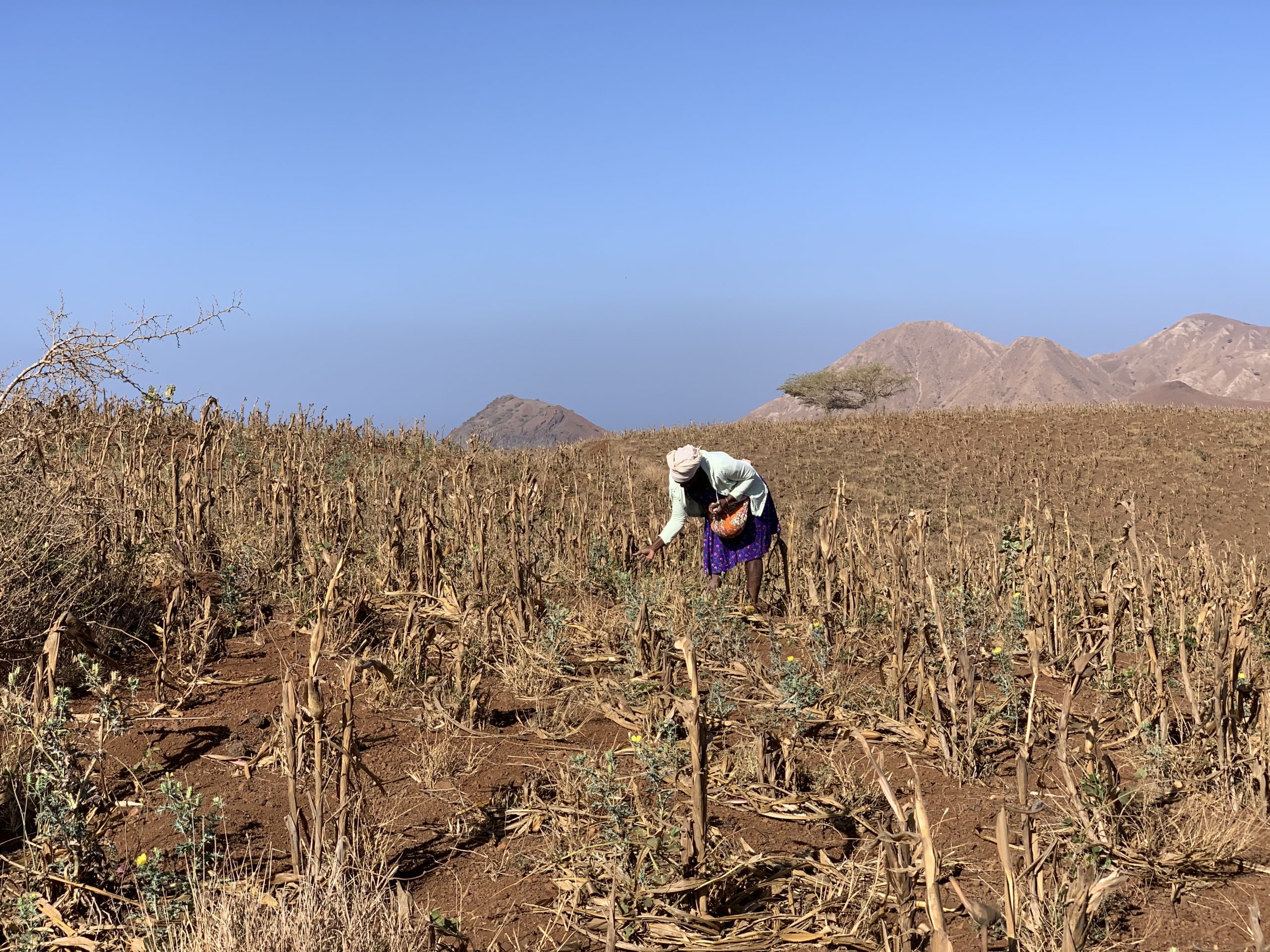 woman harvesting in Cape Verde (Santiago)