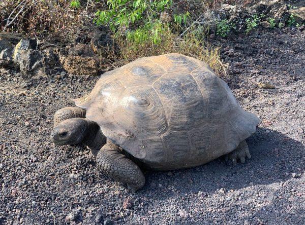 dome-shelled Galapagos tortoise