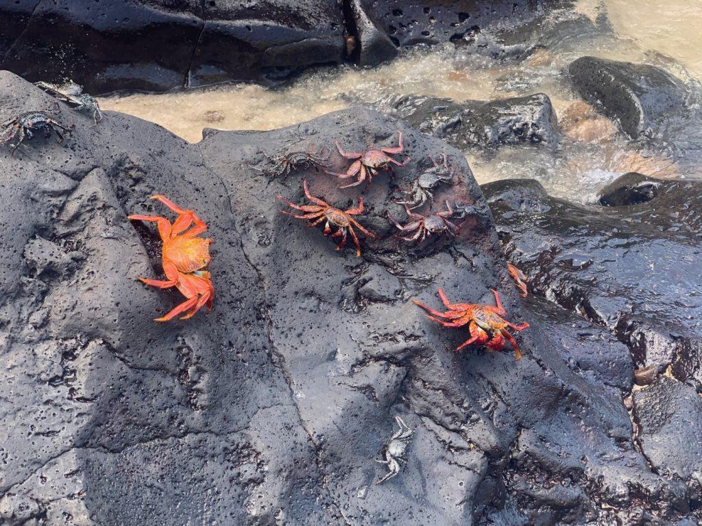 Lots of red crabs on lava rocks, San Cristobal, Galapagos