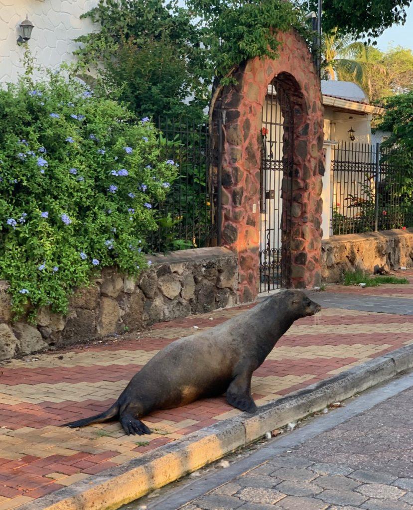 sea lion on sidewalk, Galapagos