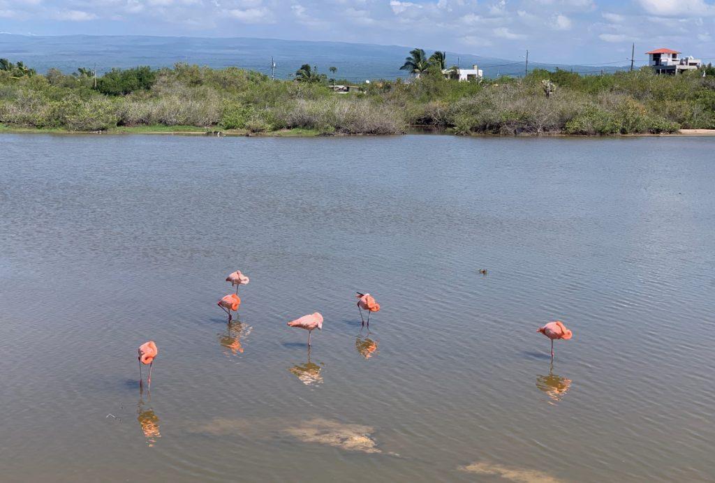 Pink flamingos near the Hotel Volcano, on Isabela Island, Galapagos