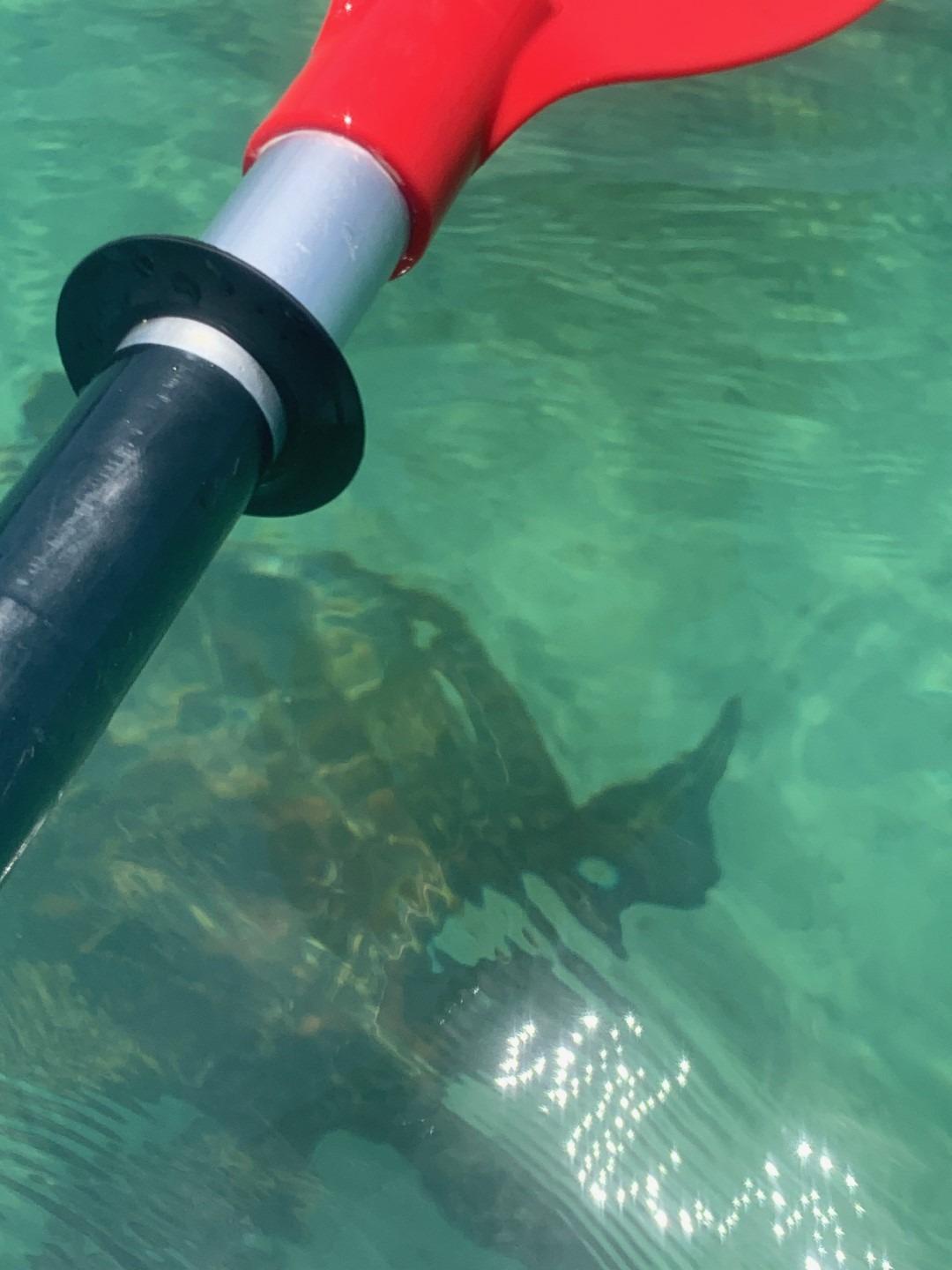 Are the Galapagos Islands Worth the Cost & Hassle? - Tema Frank