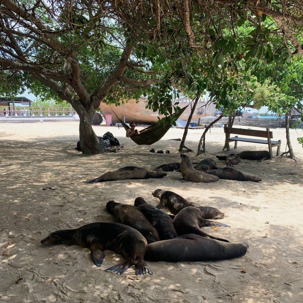 Humans and sea lions enjoy lazing on the beach at Las Tintoretas, Isabela Island, Galapagos