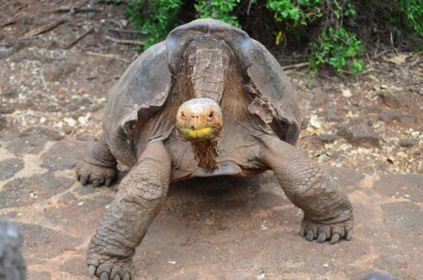 Saddleback Galapagos tortoise (photo credit Paul Krawczuk, Flickr)