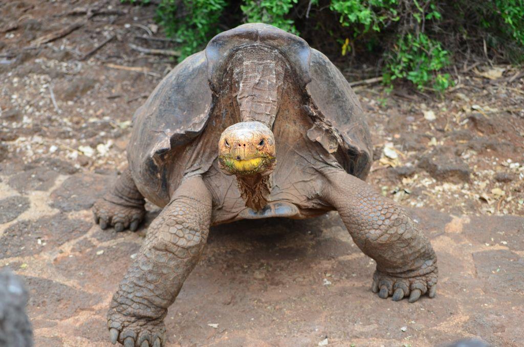 Saddleback Tortoise, Galapagos (photo credit Paul Krawczuk, flickr)
