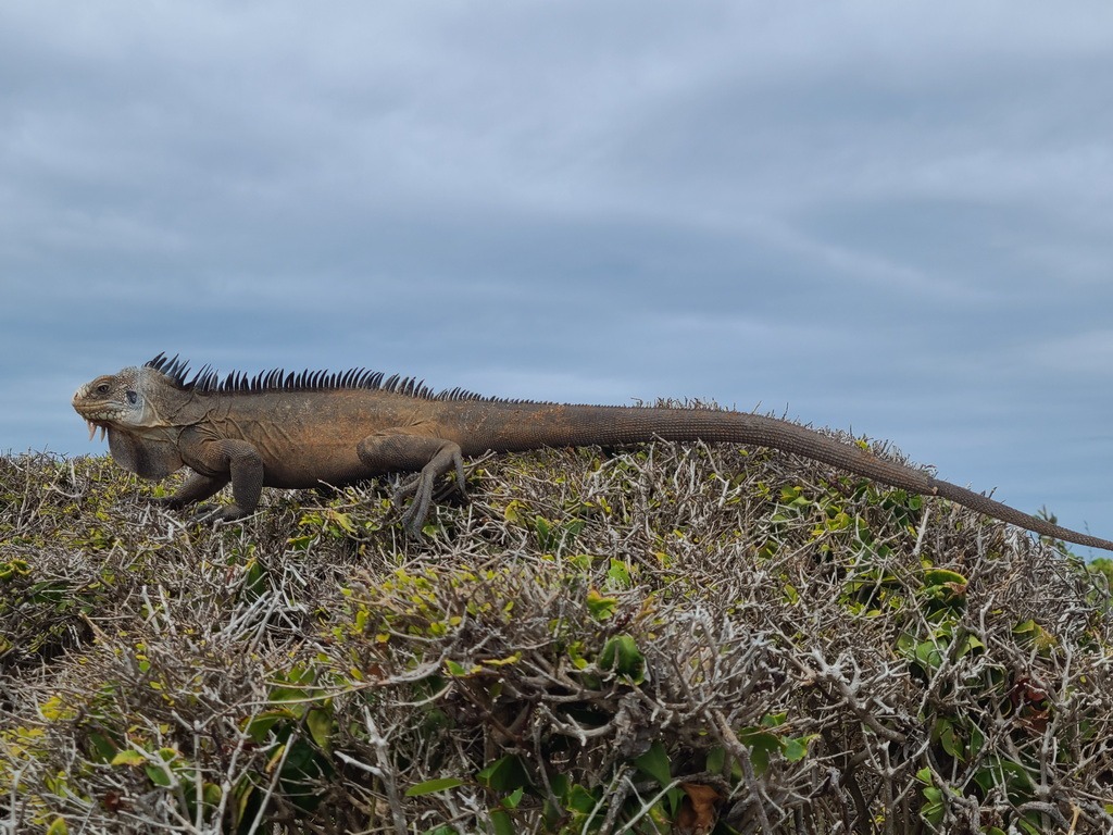 Iguana on Petite Terre, Guadeloupe