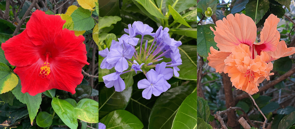 Flowers growing in our garden in Guadeloupe