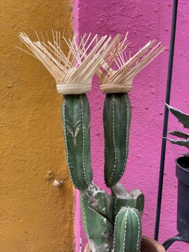 cactus plant with straw hats