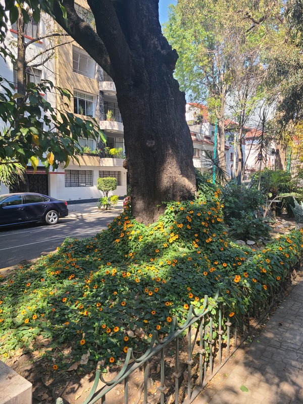 Boulevard tree with vine with orange flowers growing up it